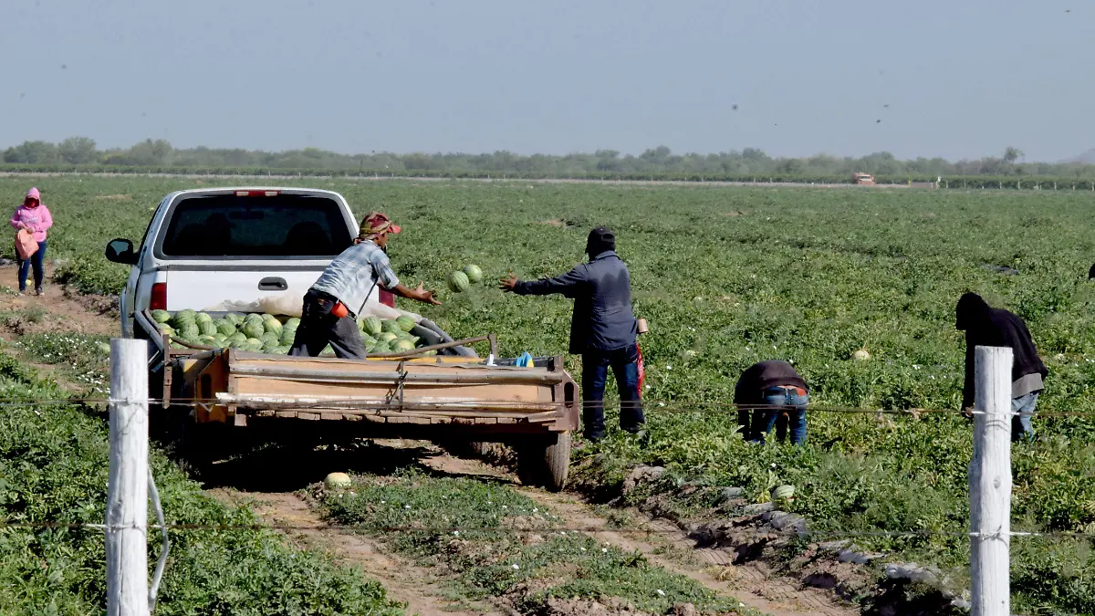 Jornaleros Agricolas Costa de Hermosillo-Carlos Villalba (17)